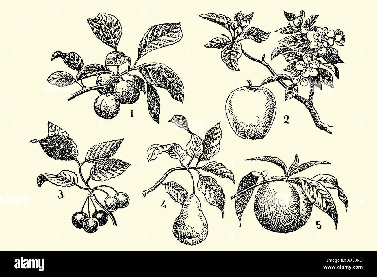 Fruits assortis. Les prunes, pommes, cerises, poires et pêches. Illustration d'antiquités. 1900. Banque D'Images