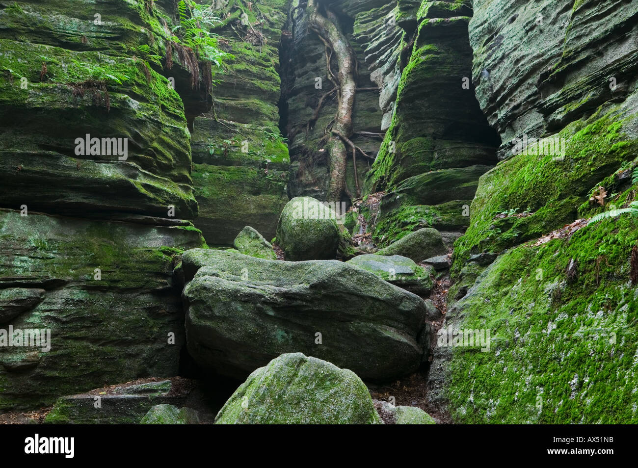 Panama Rocks Chautauqua Comté New York est une ancienne forêt pétrifiée de conglomérat quartz Banque D'Images