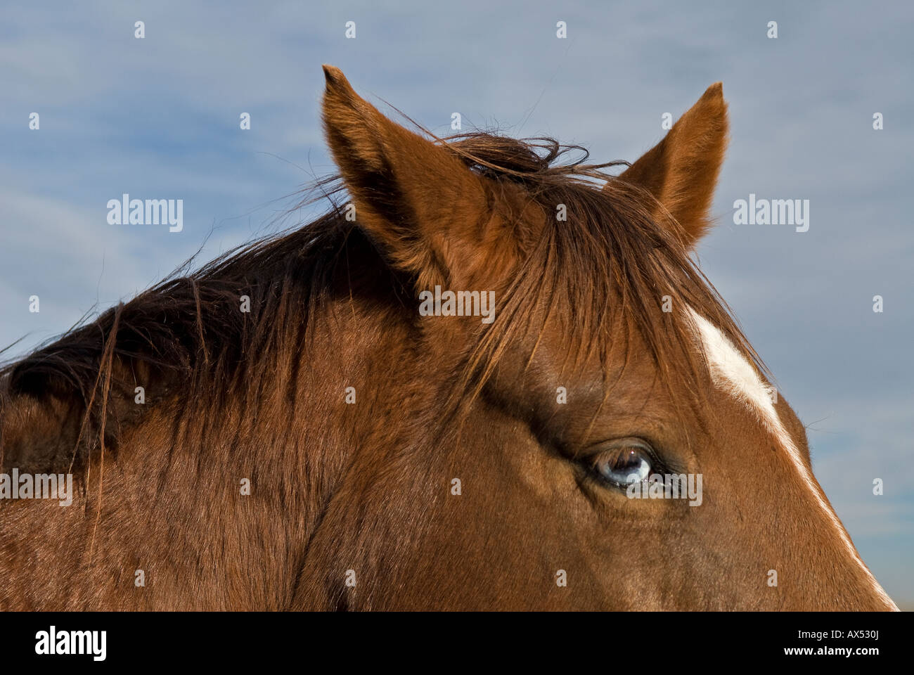 Gros plan de la tête de cheval à l'oeil et les oreilles de couleur  châtaigne, foie, une oreille en arrière et une oreille de l'avant Photo  Stock - Alamy