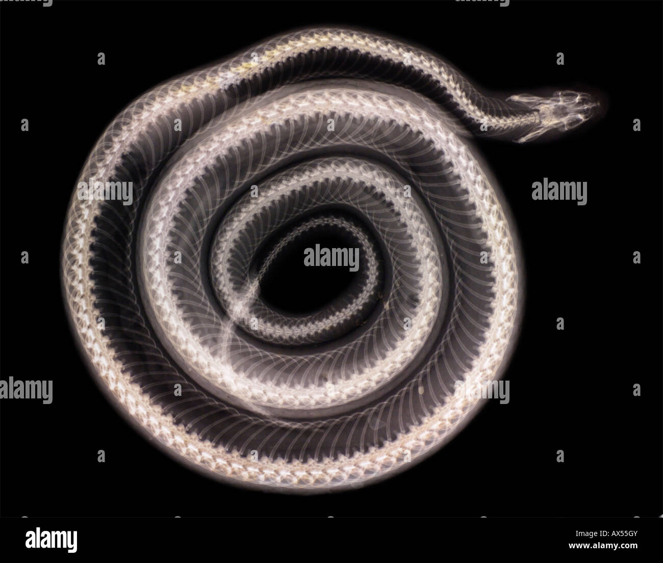 X ray image d'un serpent enroulé est de l'Indigo, Drymarchon corais coupéri. Banque D'Images