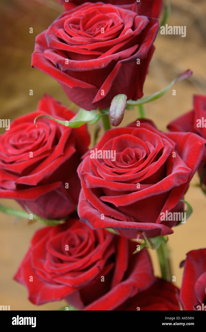 Roses rouges Banque D'Images