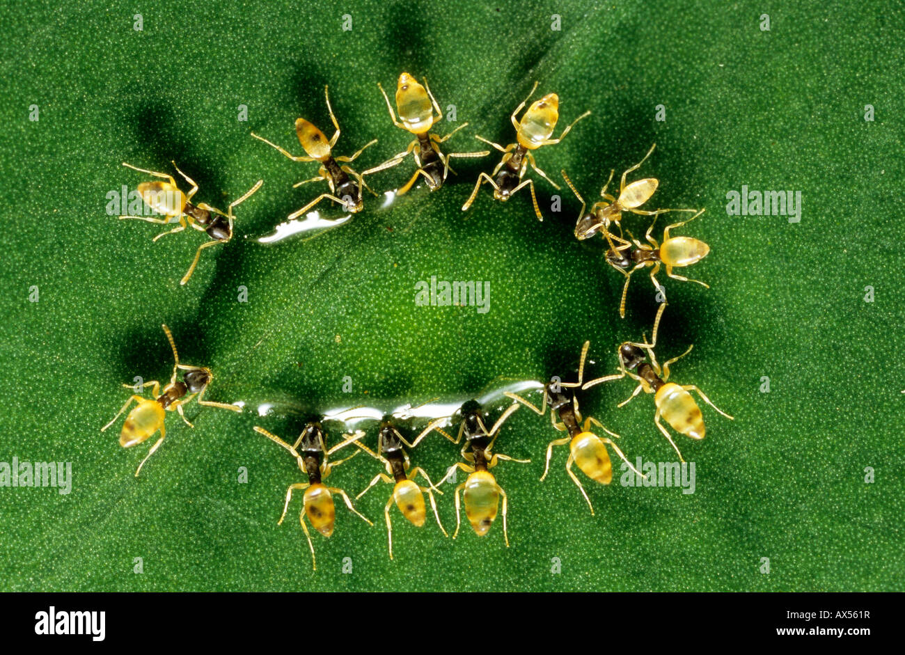 Les fourmis se nourrissent d'une goutte de nectar au Nicaragua Banque D'Images