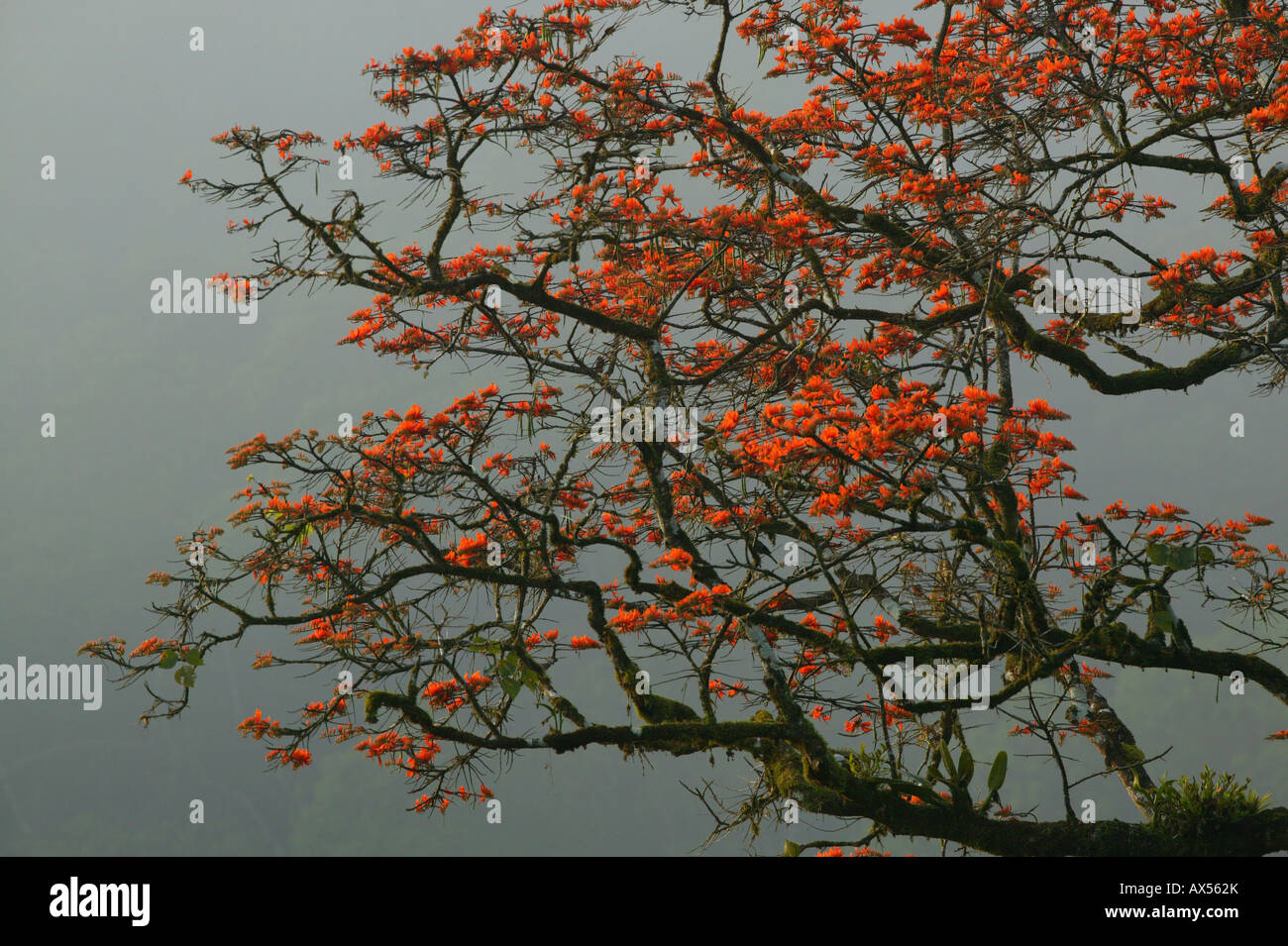 Belles fleurs sur un arbre près de la station de Cana dans le parc national de Darien, Darien Gap, province de Darien, République du Panama, Amérique centrale. Banque D'Images