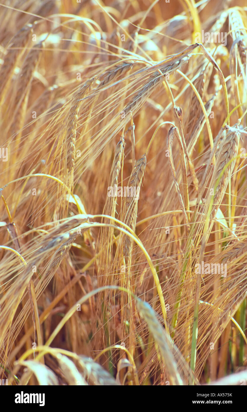 Close-up d'un champ de blé en Allemagne Banque D'Images