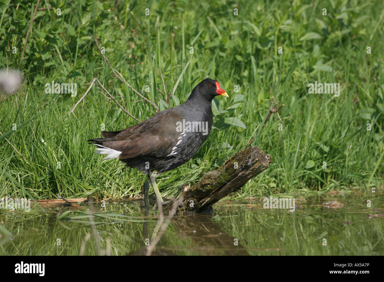 La Gallinule poule-d'eau (Gallinula chloropus) à Lakeside Banque D'Images