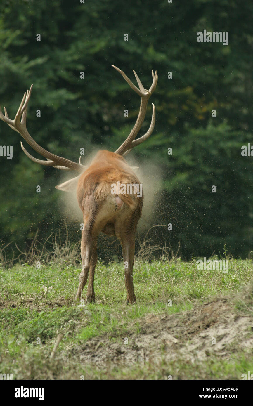 Red Deer (Cervus elaphus) après-wallowing, zoo photo Banque D'Images