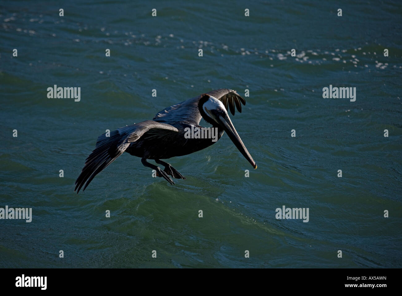 Pélican brun (Pelecanus occidentalis) Sonora Mexique Vol Adultes Banque D'Images