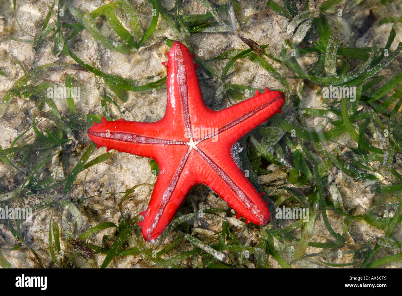 étoile de mer rouge asterias rubens Banque de photographies et d’images à haute résolution Alamy