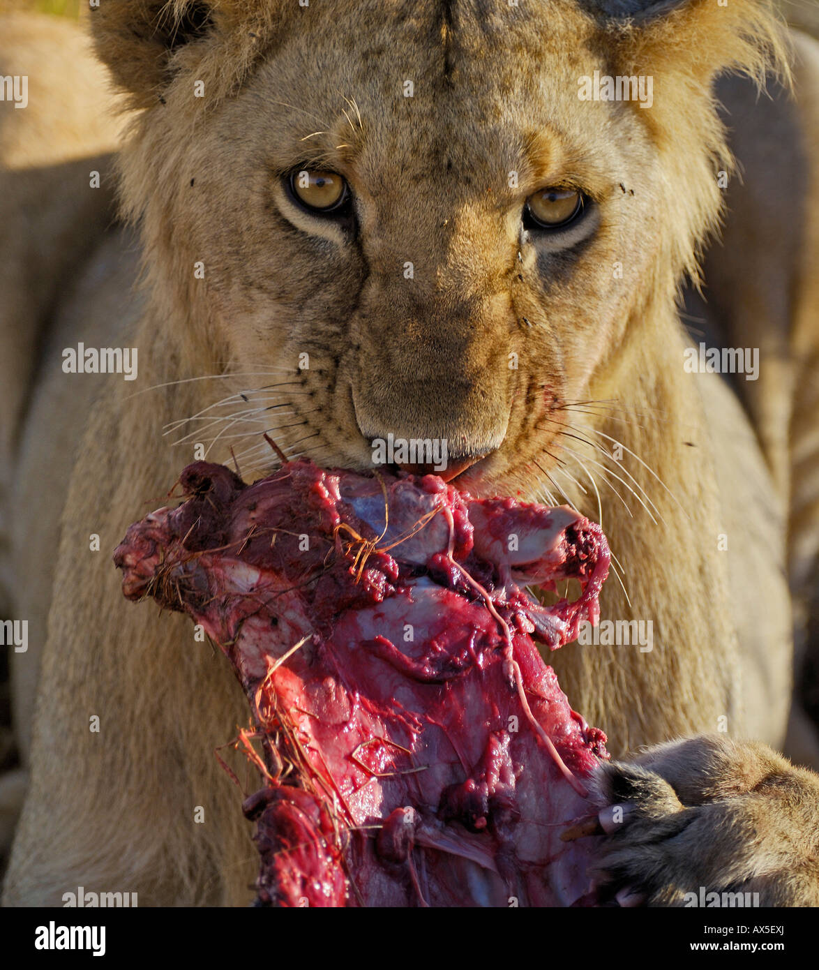 Loewe (Panthera leo), lion fermer jusqu'à la tuer, Massai Mara, Kenya Banque D'Images