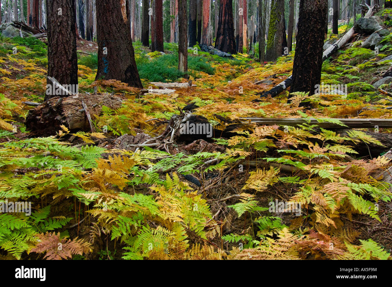 Fougères (Pteridophyta) croissant sur le sol forestier, Sequoia National Park, Californie, États Unis, Amérique du Nord Banque D'Images