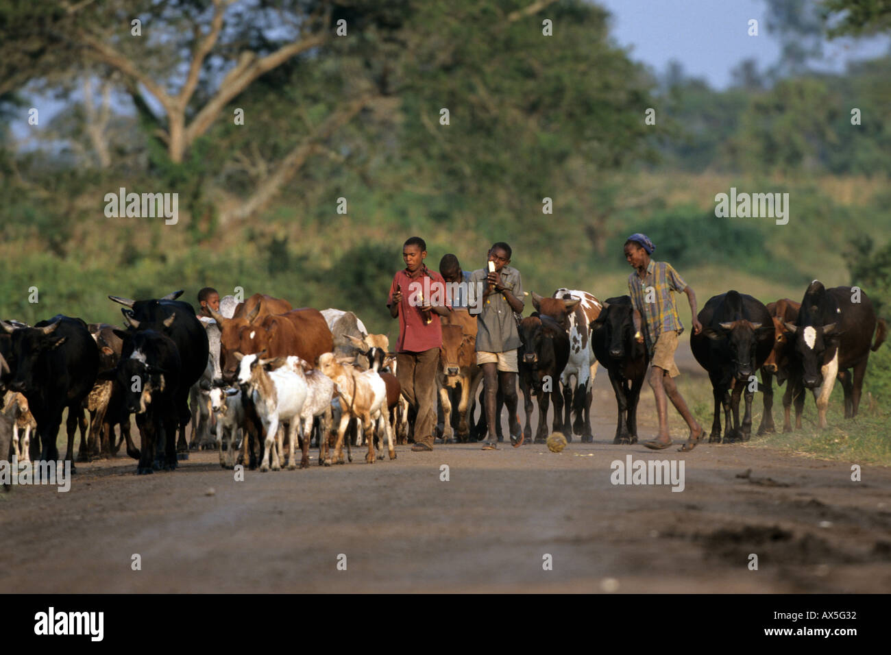 Les bovins d'élevage les garçons à leur domicile ; Sanya juu, région de Kilimandjaro, Tanzanie. Banque D'Images