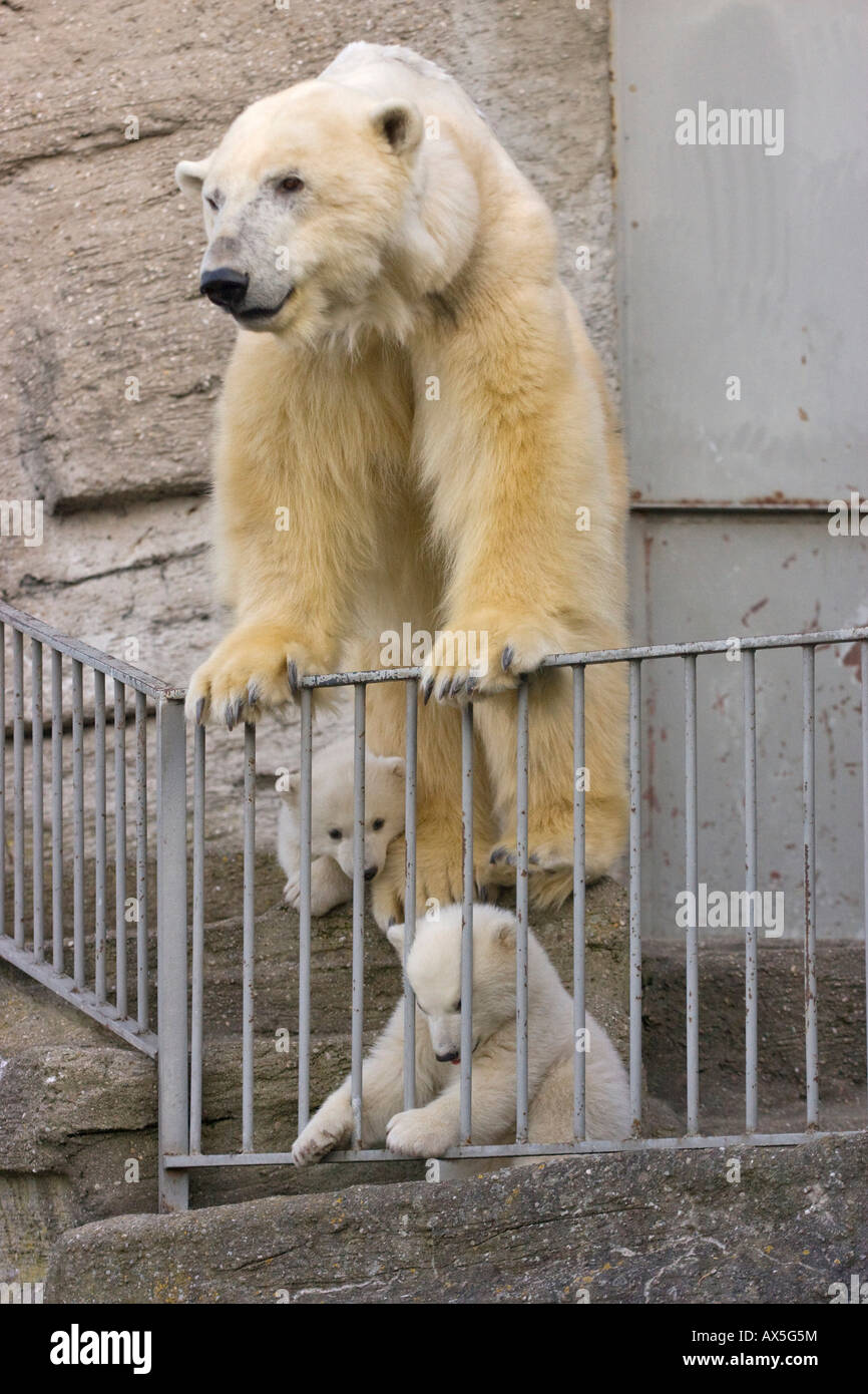 Ours polaire (Ursus maritimus), petits avec leur mère, Zoo de Schönbrunn, Vienne, Autriche, Europe Banque D'Images