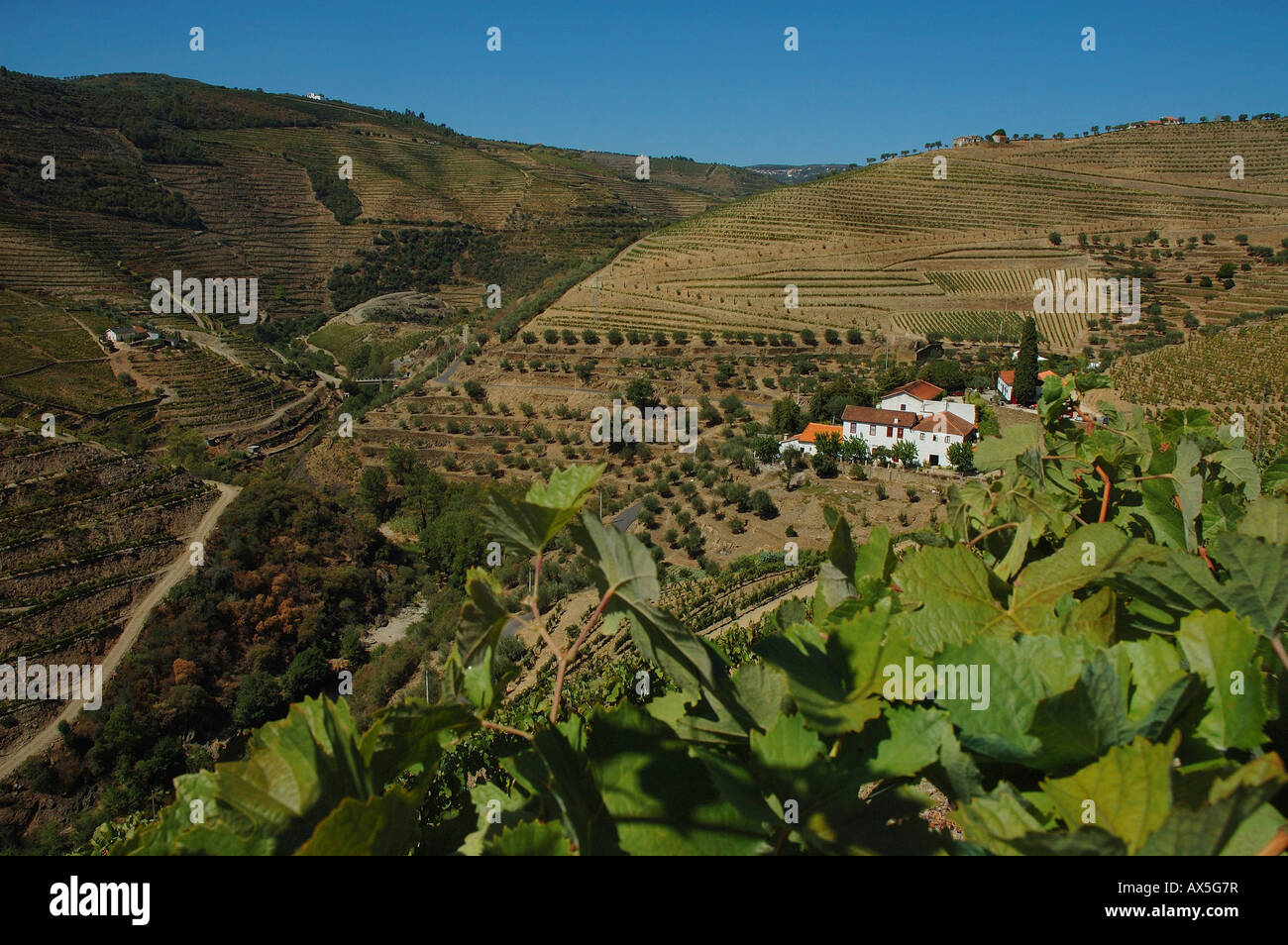 La viticulture dans le Vale Mendiz, la production de vin rouge et un port dans la région de Quinta do Passadouro, Portugal, Europe du Nord, Banque D'Images