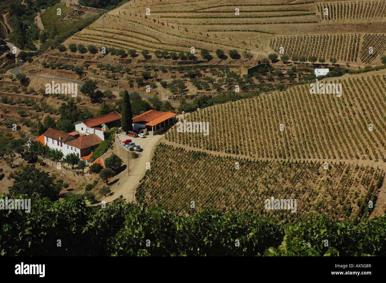 La viticulture dans le Vale Mendiz, la production de vin rouge et un port dans la région de Quinta do Passadouro, Portugal, Europe du Nord, Banque D'Images