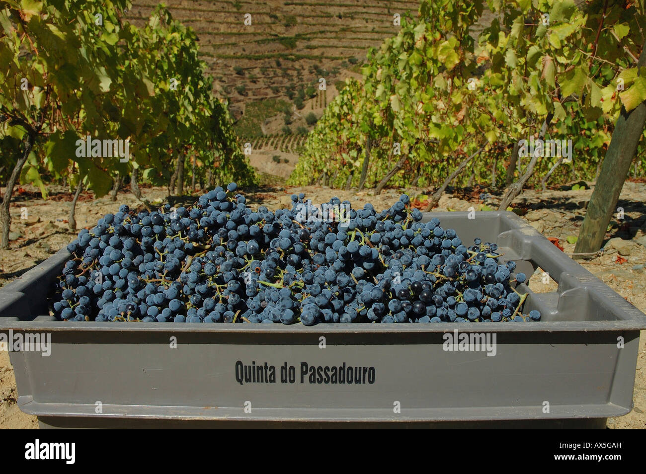 La viticulture dans le Vale Mendiz, fort avec des raisins, Pinhao, région du Douro, Portugal, Europe du Nord Banque D'Images