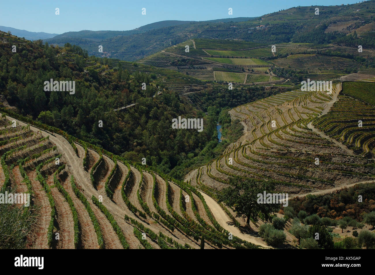 La viticulture dans le Vale Mendiz, la production de vin rouge et un port dans la Quinta do Passadouro, Pinhao, région du Douro, au nord Portug Banque D'Images