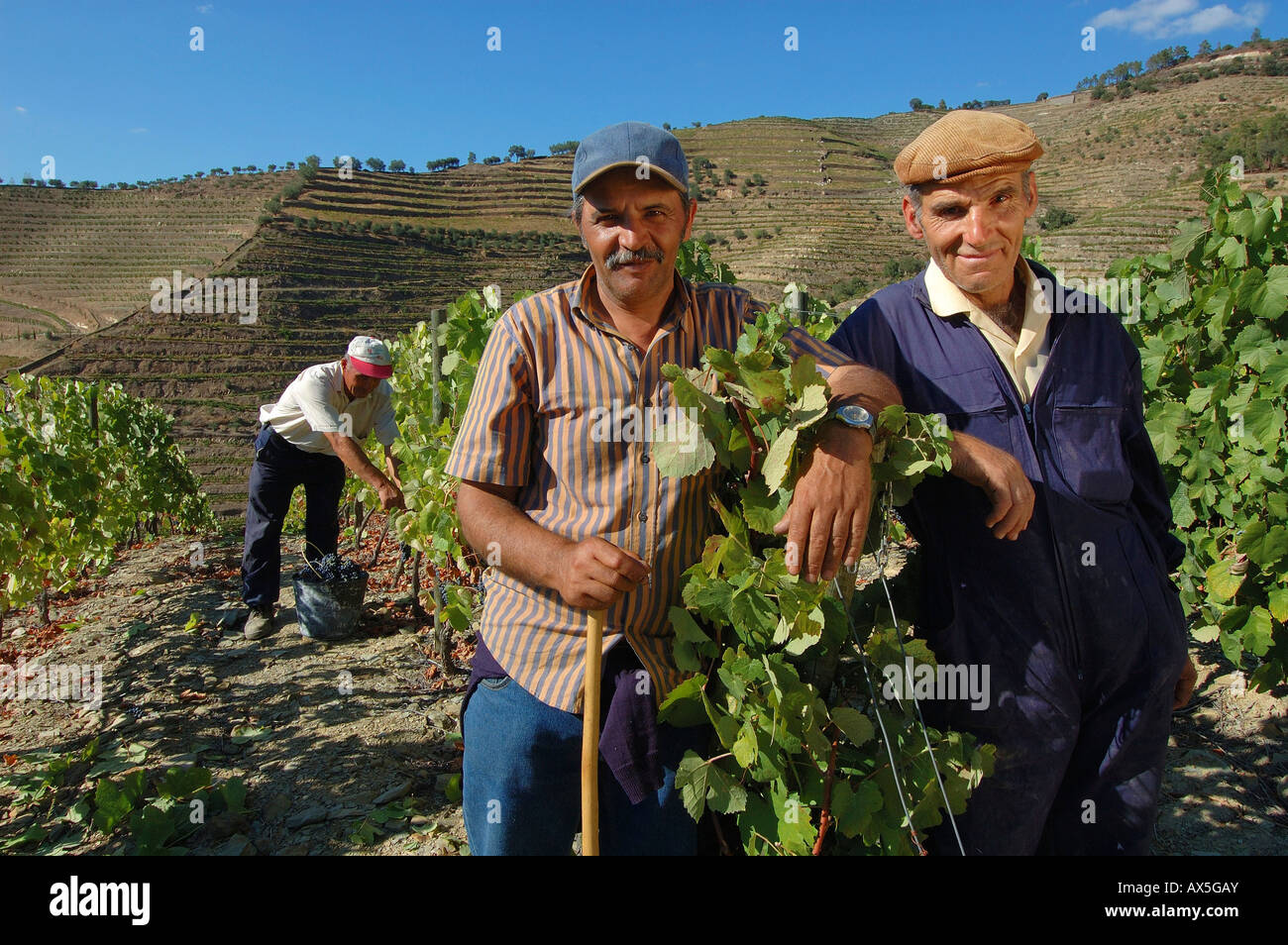 La viticulture dans le Vale Mendiz, vendangeurs pendant vendanges, Pinhao, région du Douro, Portugal, Europe du Nord Banque D'Images