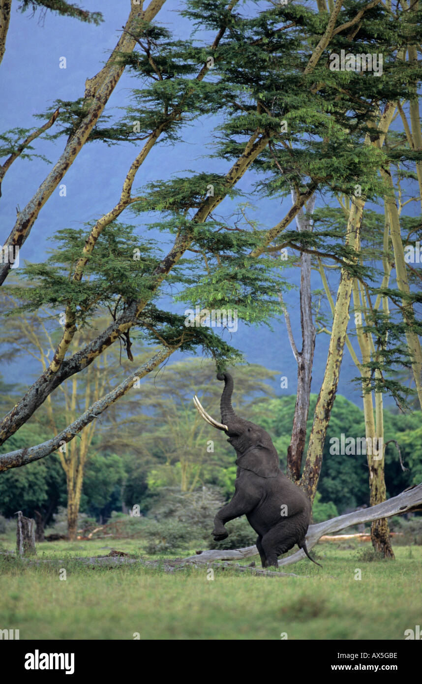 L'éléphant africain (Loxodonta africana) debout sur deux jambes tirant sur une branche d'un acacia, le cratère du Ngorongoro, en Tanzanie Banque D'Images