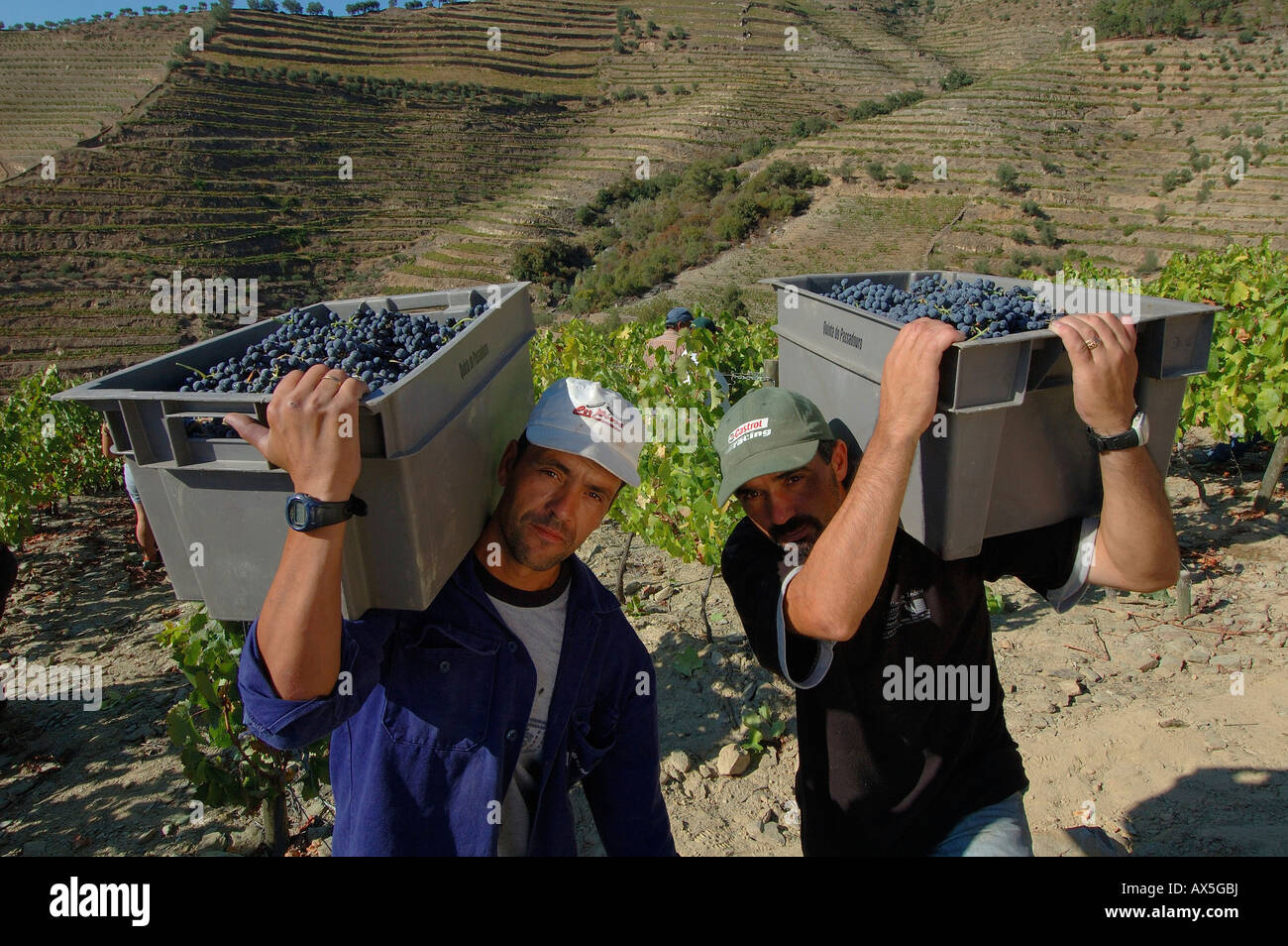 La viticulture dans le Vale Mendiz, vendangeurs chargés de boîtes de raisins, Pinhao, région du Douro, Portugal, Europe du Nord Banque D'Images