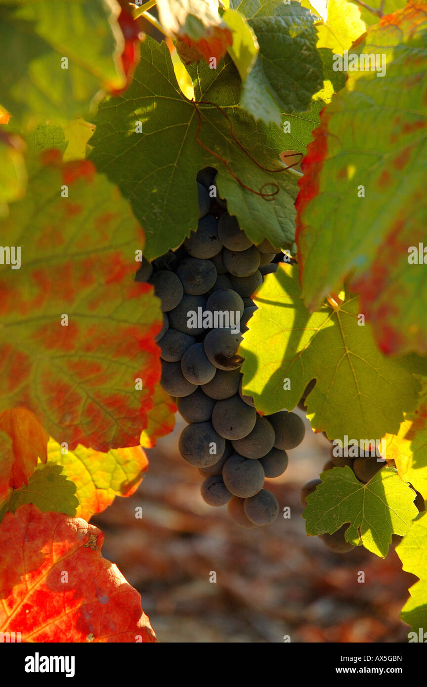 La viticulture dans le Vale Mendiz, Pinhao, région du Douro, Portugal, Europe du Nord Banque D'Images