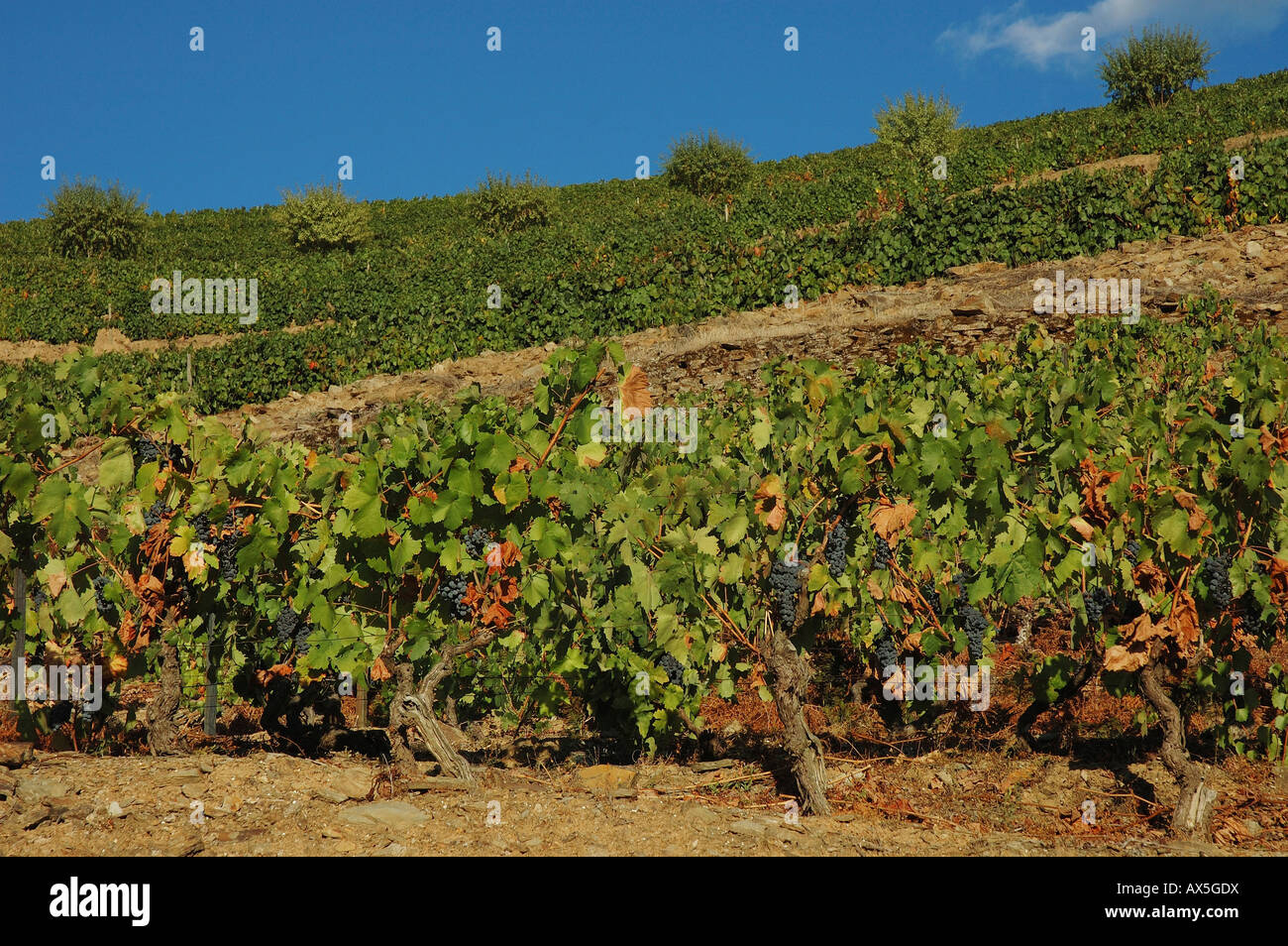 La viticulture dans le Vale Mendiz, la production de vin rouge et un port dans la région de Quinta do Passadouro, Portugal, Europe du Nord, Banque D'Images