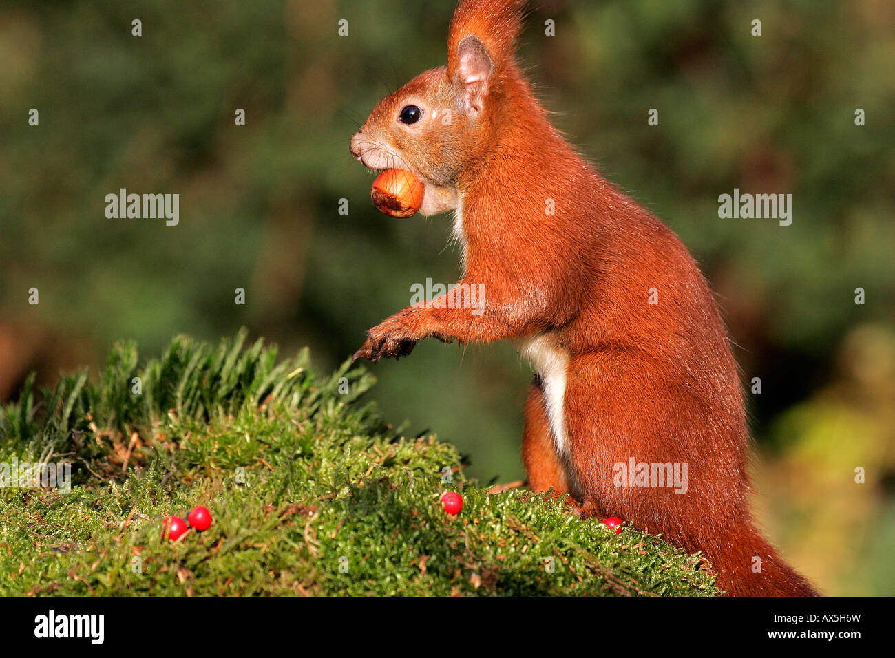 L'écureuil roux européen avec les noisettes dans la bouche ( Sciurus vulgaris) Banque D'Images