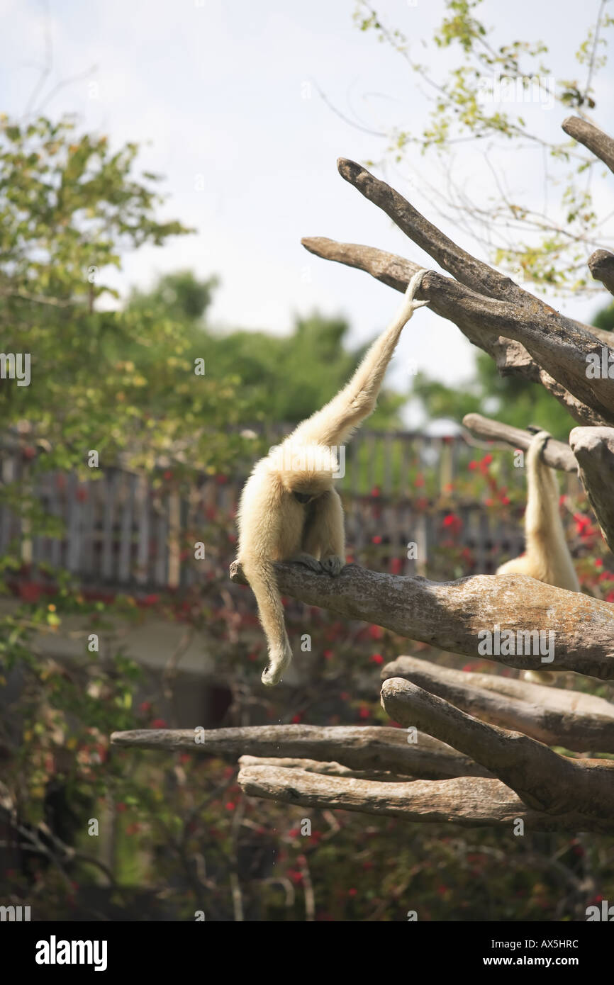 Gibbon dans tree Banque D'Images