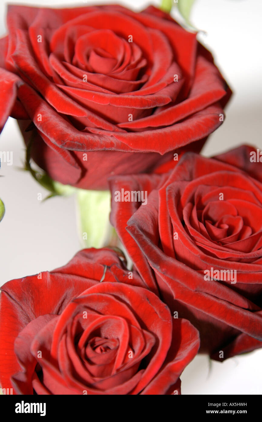 Roses rouges Saint Valentin Banque D'Images