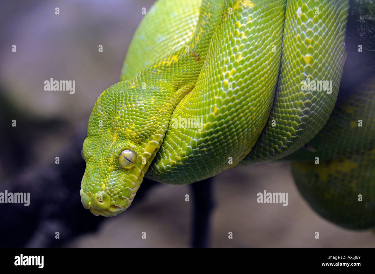 Green Tree Python (Morelia viridis) Banque D'Images