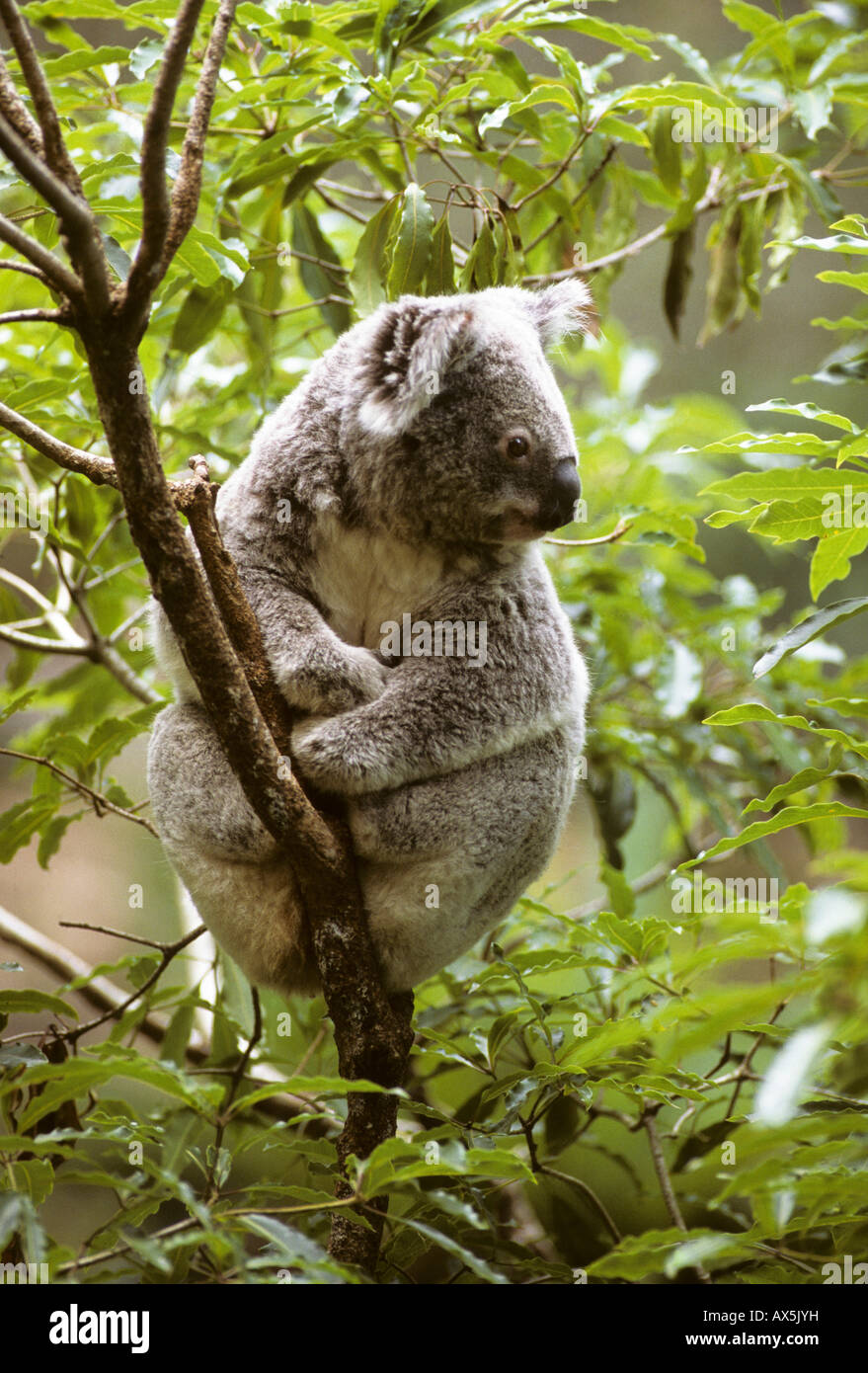 Koala (Phascolarctos cinereus) dans un arbre d'eucalyptus, Queensland, Australie Banque D'Images