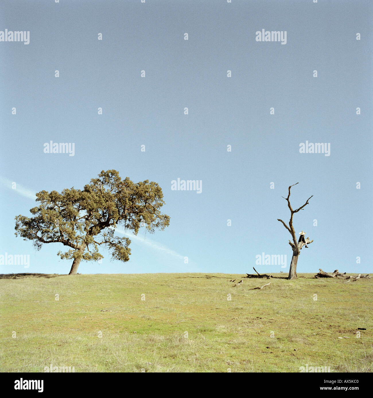Arbre endommagé et arbre sain Banque D'Images