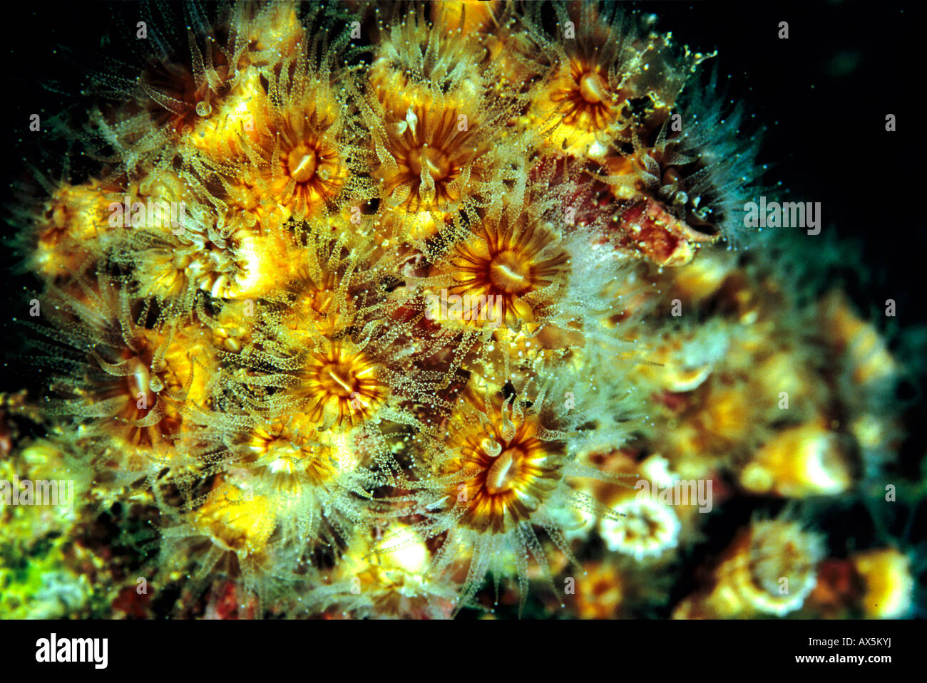 Cluster jaune Anemone, Zoanthid (Parazoanthus axinellae), Mer Méditerranée Banque D'Images