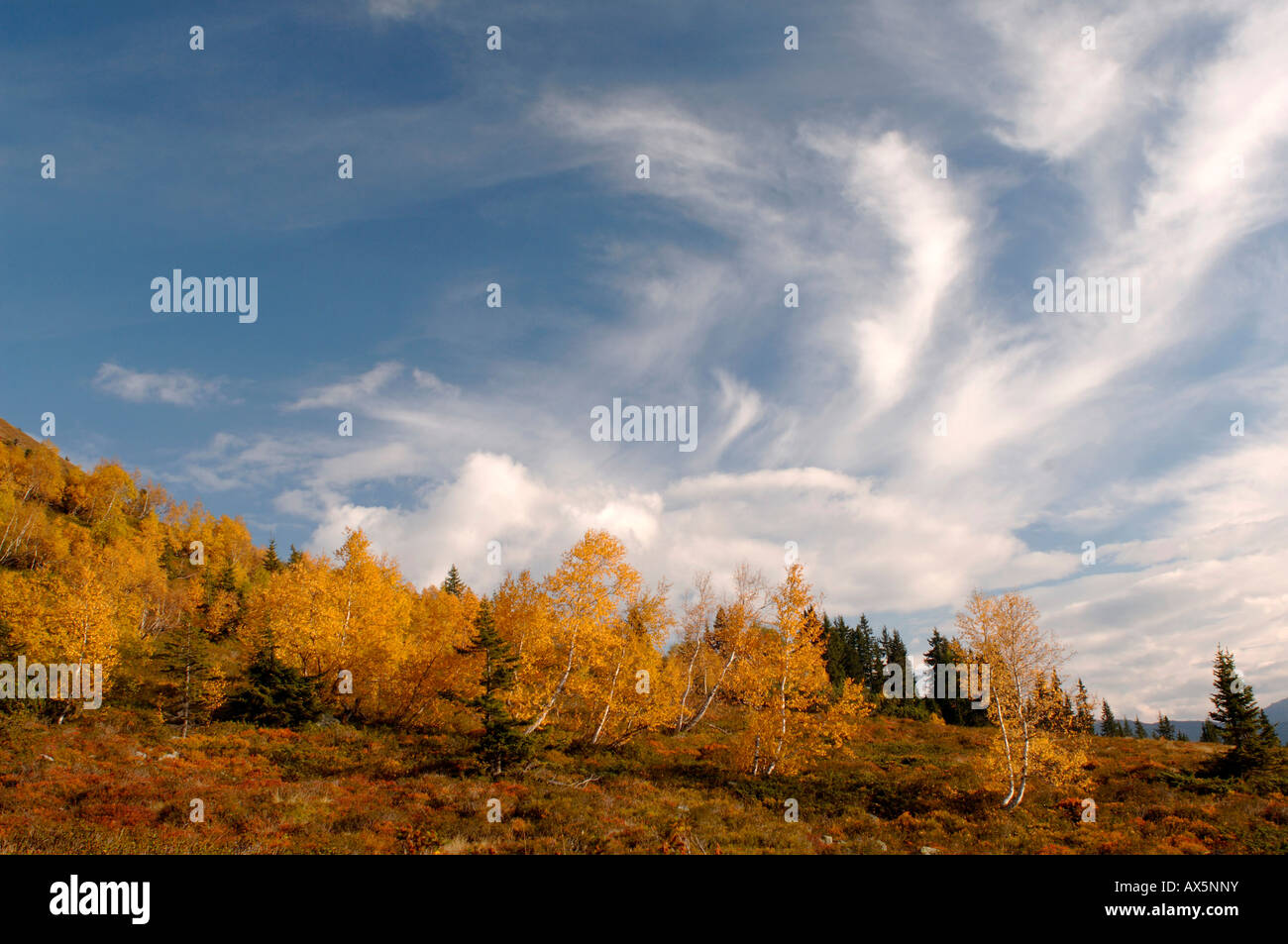 Foehn atmosphère sur le - ou européen bouleaux blancs (Betula pubescens), couleurs d'automne, Hauptstraße 470 pré-Alpes du Nord, Tyrol, une Banque D'Images