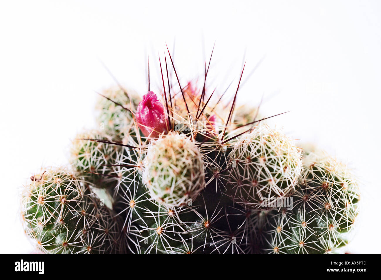Les épines et les fleurs de cactus, close-up Banque D'Images