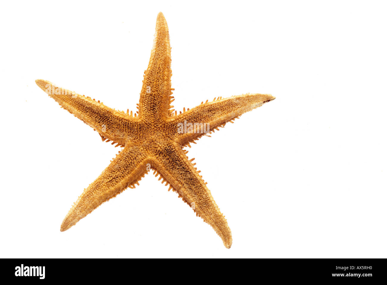 Étoiles de mer (Platyasterida), portrait, close-up Banque D'Images