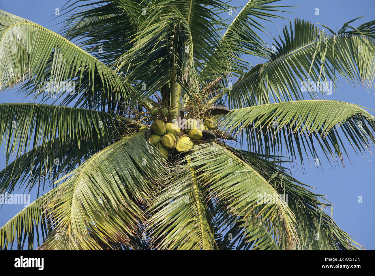 Cocotier (Cocos nucifera) dans la région de Tangalle, au Sri Lanka, en Asie Banque D'Images