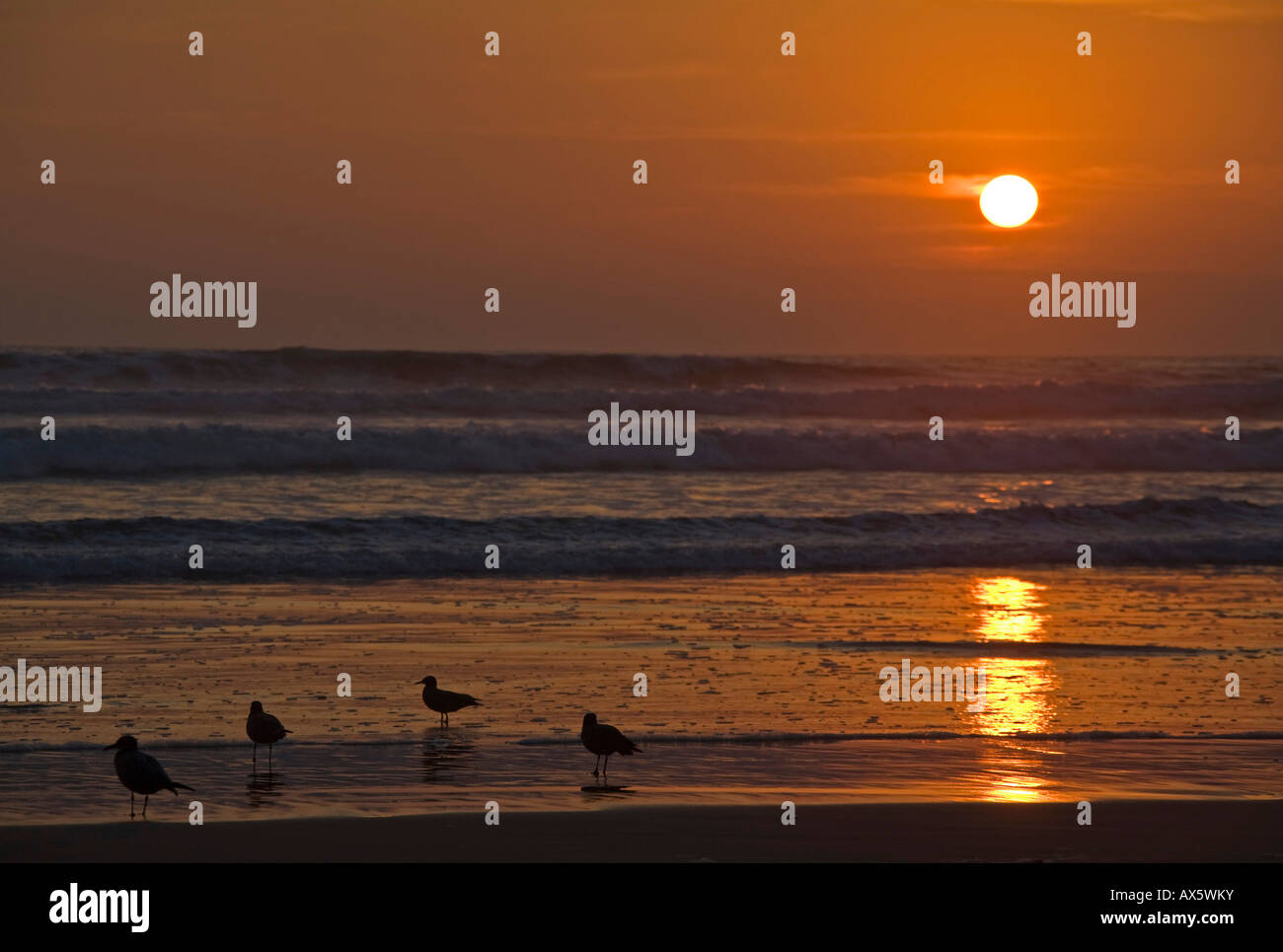 Coucher de soleil avec des mouettes sur la plage de Arica, Pacifique, au nord du Chili, Amérique du Sud Banque D'Images