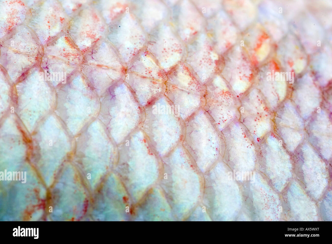 écailles de poisson se bouchent Banque de photographies et d’images à haute résolution Alamy