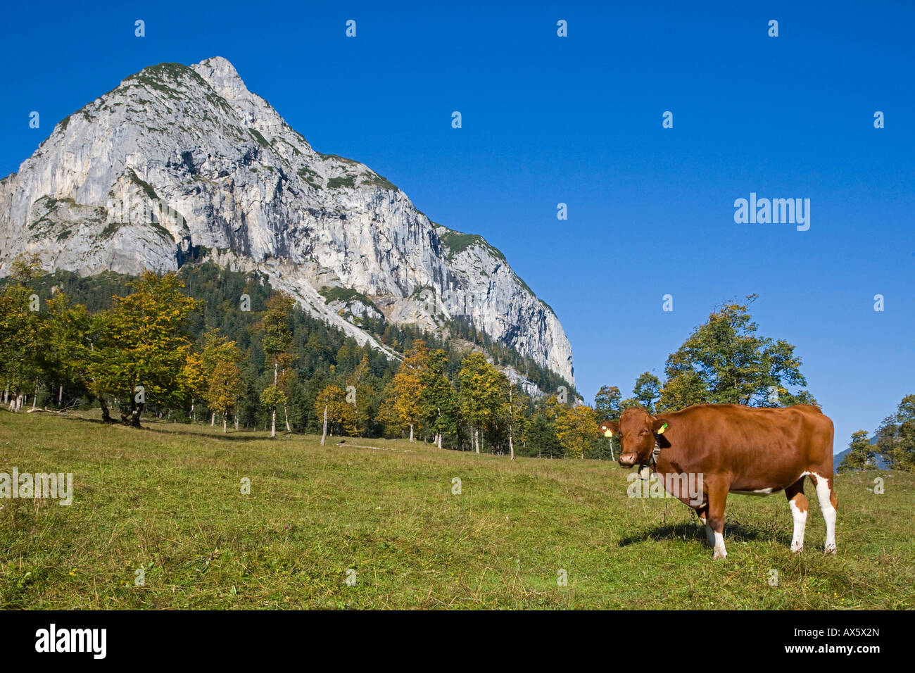 D'origine bovine (vache) debout sur une prairie de montagne, FRA, région Ahornboden, gamme de Karwendel, l'Autriche, Europe Banque D'Images