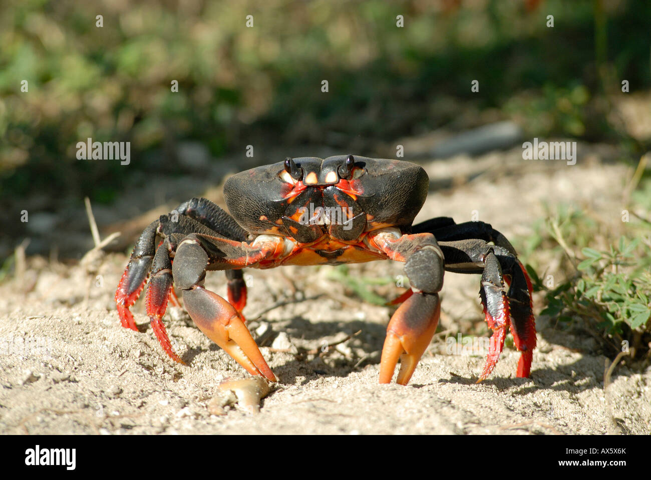 Crabe de terre (Gecarcinidae), le crabe à Playa Girón migration, Baie des Cochons, Cuba, Caraïbes Banque D'Images