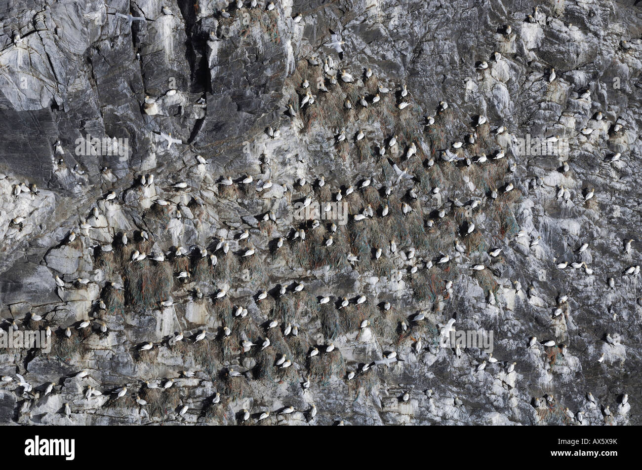 Colonie de fous de Bassan (Morus bassanus), l'île de Runde, Goksoeyr, Norway, Scandinavia, Europe Banque D'Images
