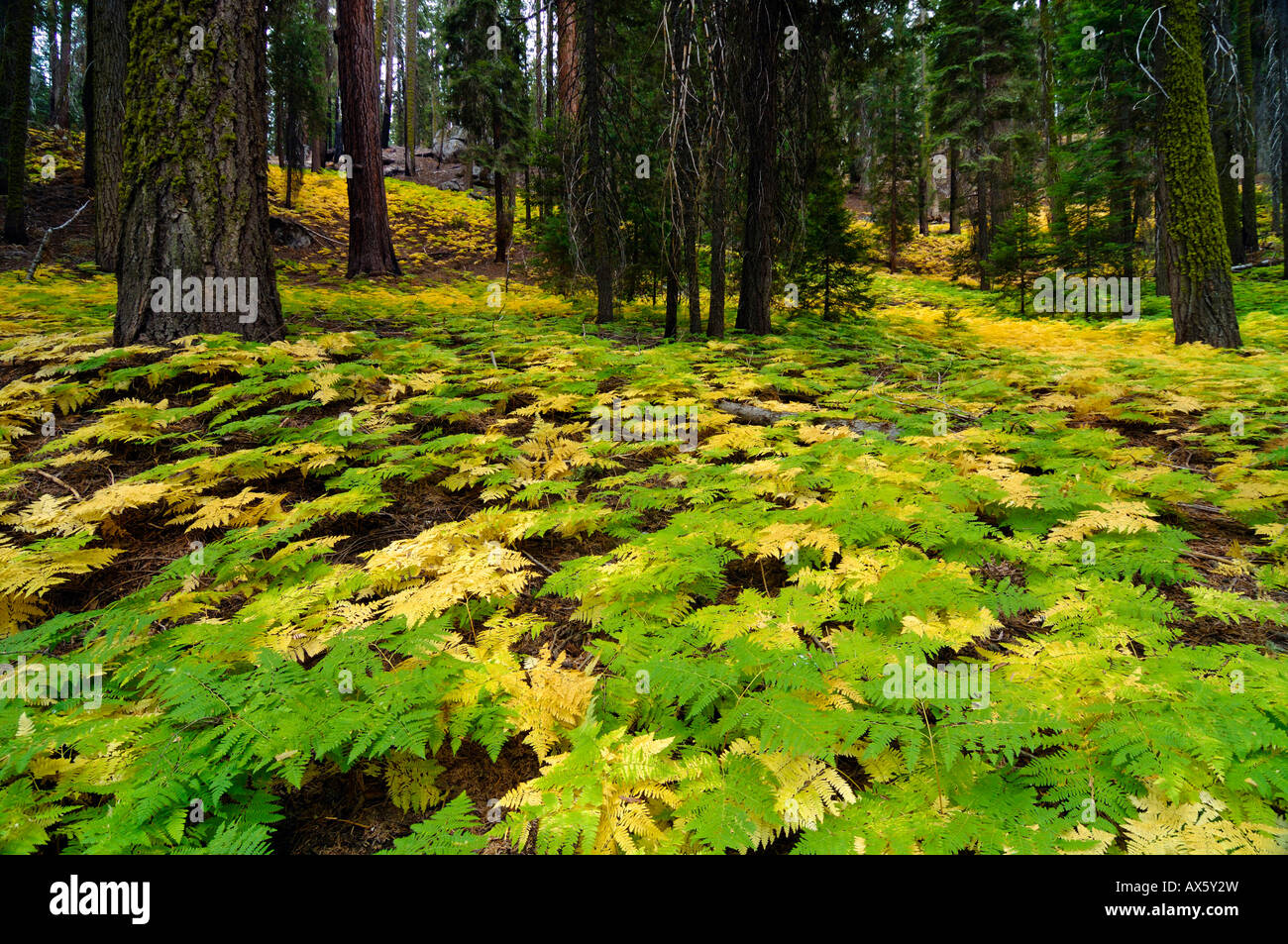 Fougère de sous-bois dense sur le sol de la forêt de Sequoia National Park, Californie, USA Banque D'Images