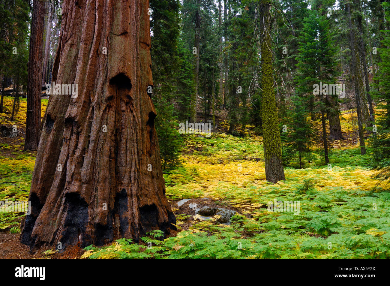Le Séquoia géant (Sequoiadendron giganteum) tronc d'arbre et fougères poussant sur le sol de la forêt de Sequoia National Park, Californie, Banque D'Images