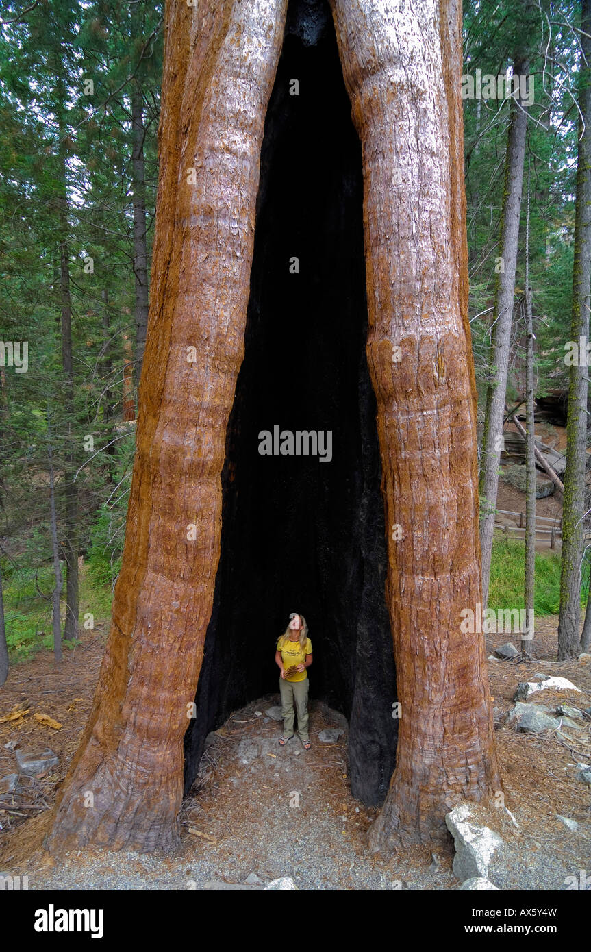 Femme debout dans un énorme séquoia géant (Sequoiadendron giganteum) tronc d'arbre, Sequoia National Park, California, USA Banque D'Images