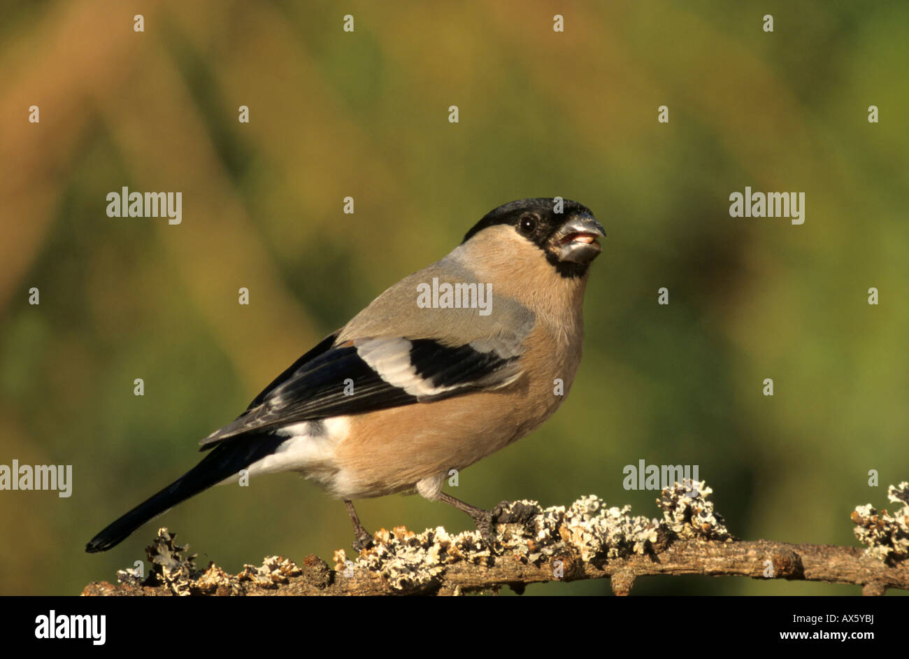 Pyrrhula pyrrhula Bouvreuil (commune), femelle à la place d'alimentation Banque D'Images
