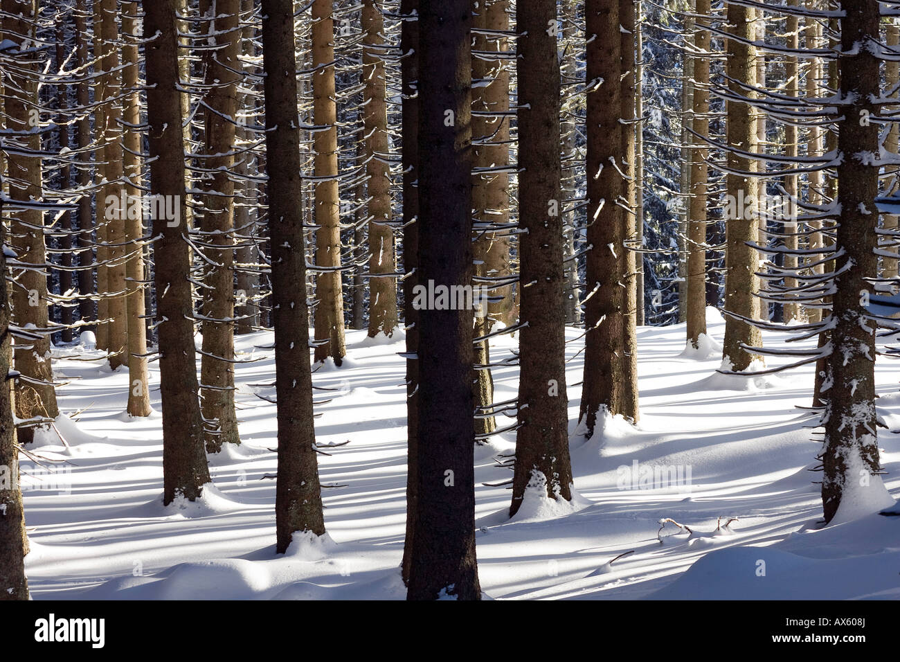 L'hiver, la forêt de sapins (Abies), Bavaria, Germany, Europe Banque D'Images
