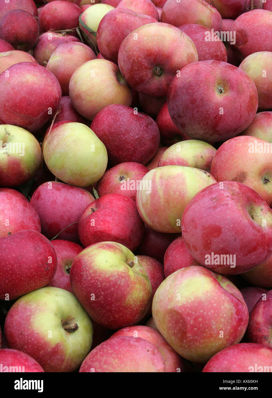 Les pommes macintosh récoltés dans une caisse à l'automne dans le New Hampshire Banque D'Images