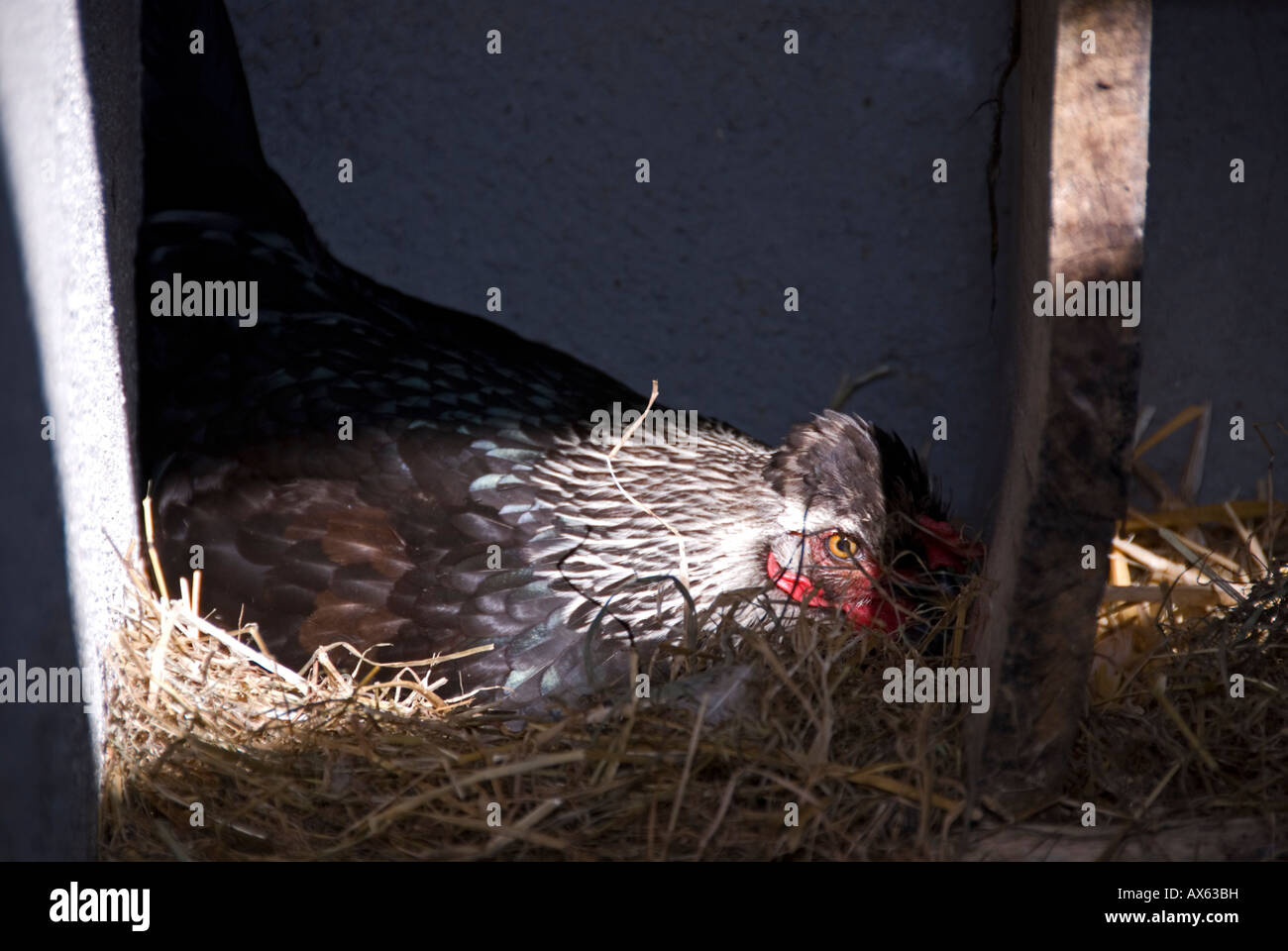 Stock photo d'une poule couveuse assis sur son nid Banque D'Images