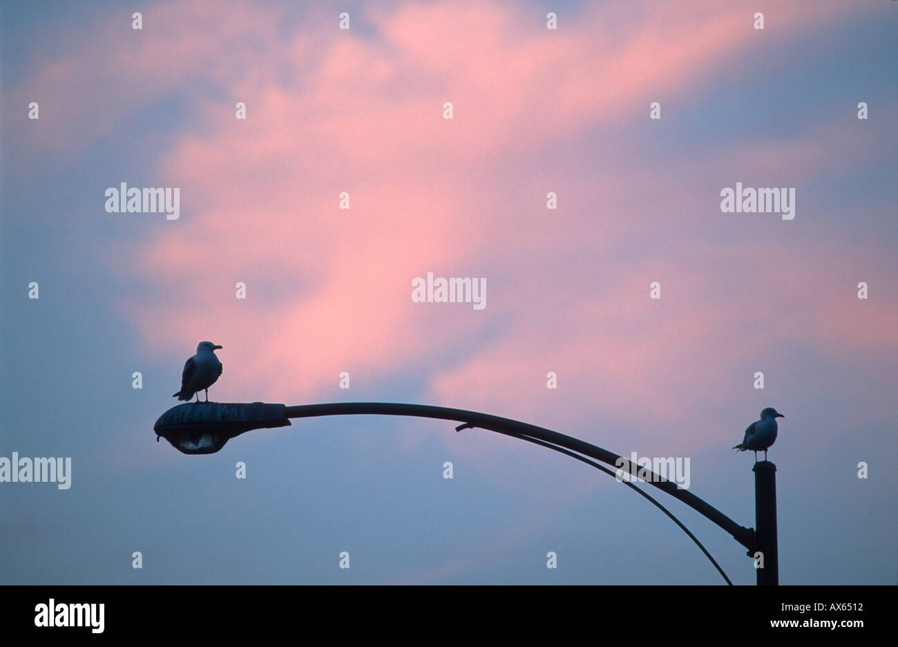Mouettes sur lanterne dans le coucher du soleil, le lac Michigan Milwaukee Wisconsin USA, Août 2003 Banque D'Images