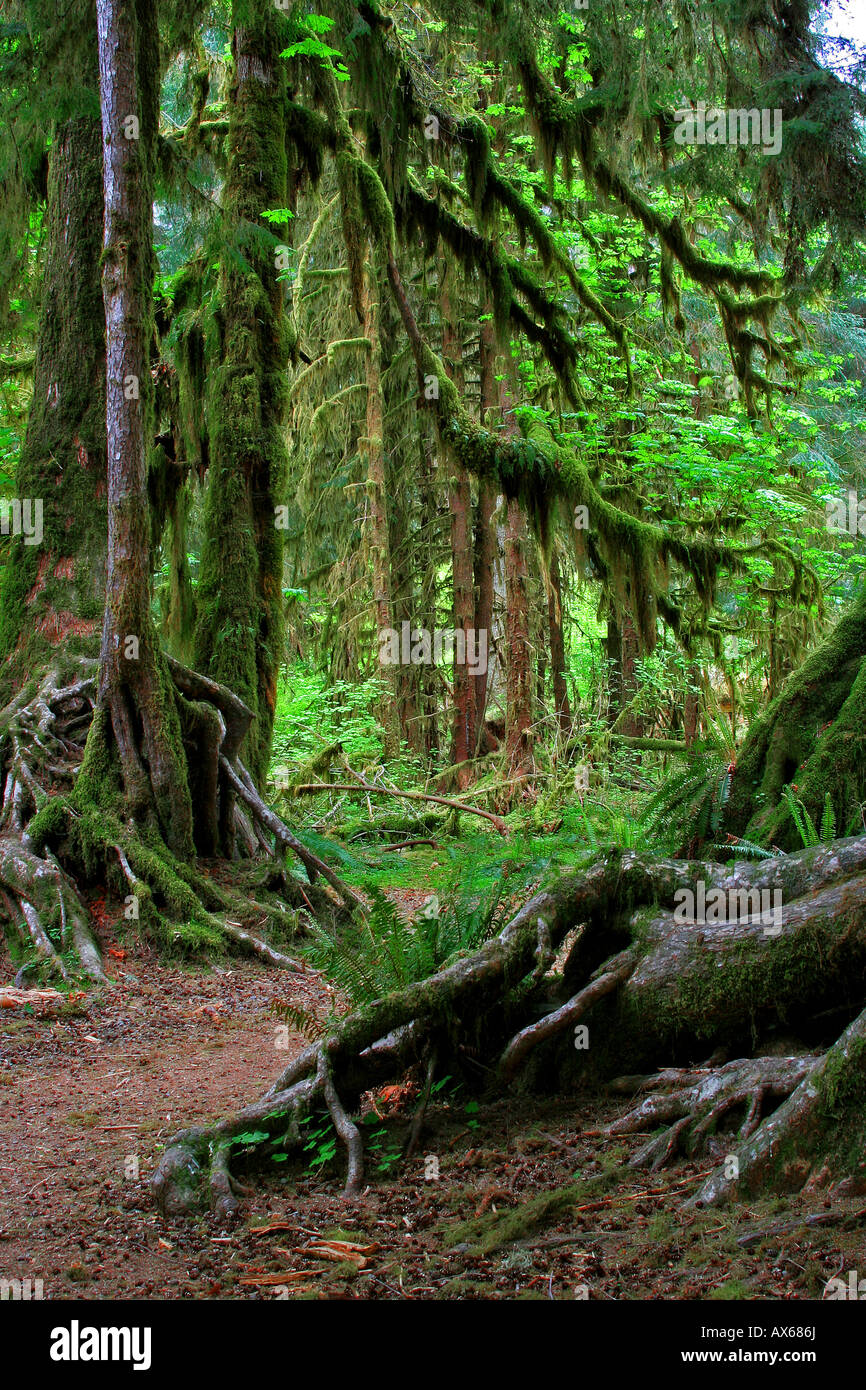 Les arbres moussus dans le hall de mousses, d'Hoh Rainforest, Olympic National Park, Washington State Banque D'Images